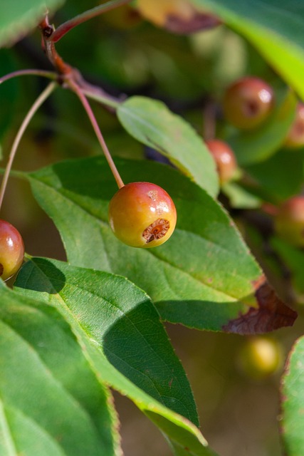 亚冠赛事的 亚冠赛事的